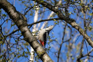 Great spotted woodpecker, Dendrocopos major.