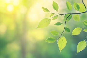 Fresh Spring Leaves in Sunlight