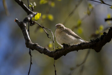 Small bird, probably Common Chiffchaff (Phylloscopus collybita)
