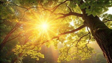 Obraz premium Golden sun rays shining through vibrant green tree leaves in a lush forest, creating a beautiful natural light effect and serene outdoor scene perfect for backgrounds and environmental themes.