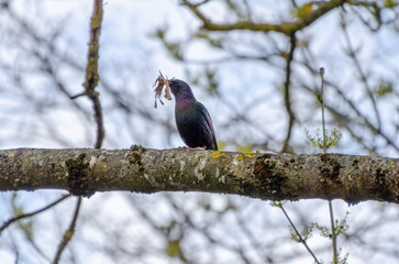 A starling perches on a branch holding nesting material in its beak. Bird with dry leaves in beak, close-up low angle, spring nesting action, soft light, quiet forest setting.