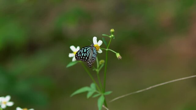 A blue butterfly landed on a white flower and flew away before landing back on the same flower.