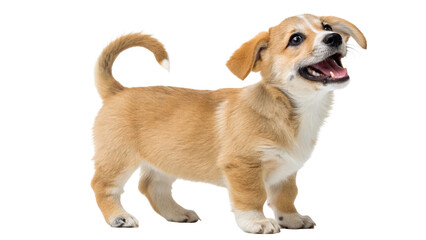 Cute Puppy Standing with Happy Expression on White Background. Dog Portrait.