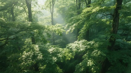 Fototapeta premium Natural Landscape Background