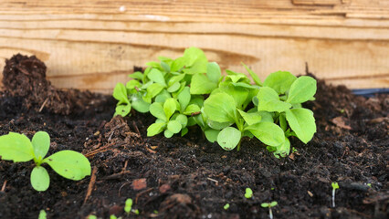 Seedlings close-up in a wooden box, growing flowers, first sprouts, soil