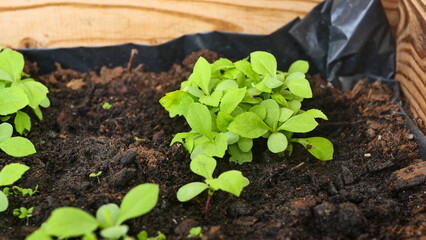 Seedlings close-up in a wooden box, growing flowers, first sprouts, soil