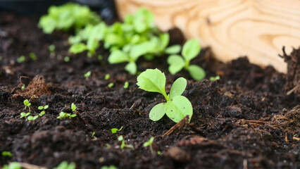Seedlings close-up in a wooden box, growing flowers, first sprouts, soil