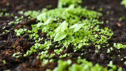 Seedlings close-up in a wooden box, growing flowers, first sprouts, soil