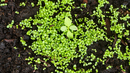 Seedlings close-up in a wooden box, growing flowers, first sprouts, soil