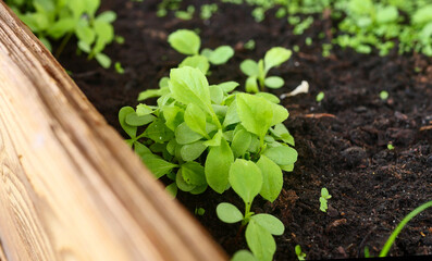 Seedlings close-up in a wooden box, growing flowers, first sprouts, soil