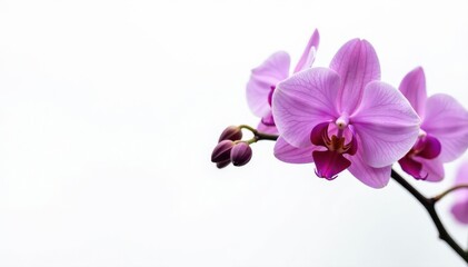 Elegant purple orchids bloom against a pure white backdrop , element, freshness, wedding