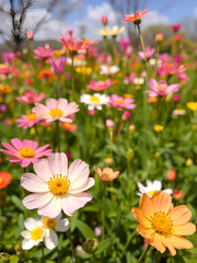 Fototapeta premium spring summer background with bright beautiful flowers