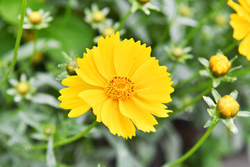 黄色の花　コスモス