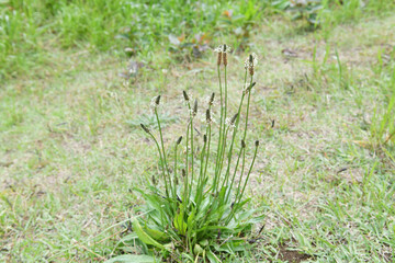 野原の草花