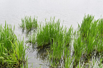 河岸の草