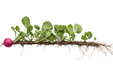 Radish plants with leafy greens and visible roots. Png, Transparent background.