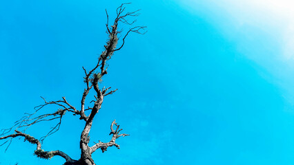 A striking image of a bare tree branch reaching into a clear blue sky