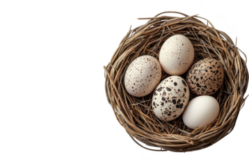 Five eggs nestled in a natural woven nest. Png, Transparent background.