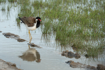  Red-wattled lapwing walking in the water