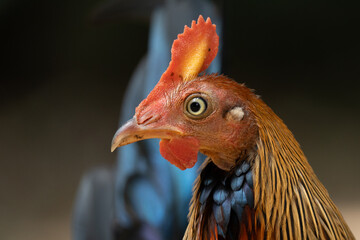 A close-up of a Sri Lankan junglefowl