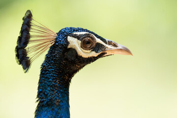 Peacock head over a green background. Horizontal format
