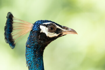 Peacock head over a green background. Horizontal format