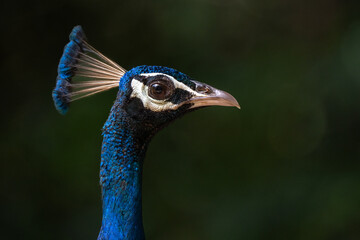 A selective focus shot of a blue peacock face