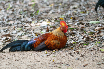 Sri Lankan junglefowl in Yala National Park