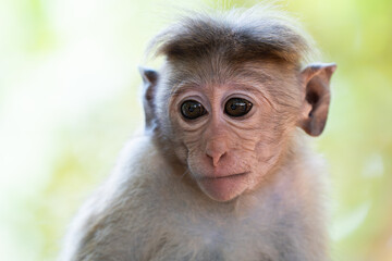Close-up of monkey face in a nature background