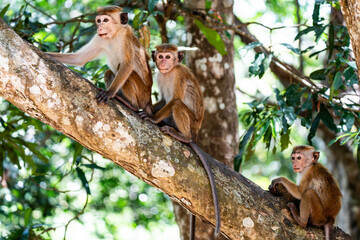 toque macaques in the wild in the jungles of Sri Lanka. Troop of monkeys on trees