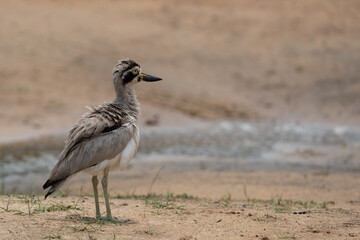 A closeup of a Great thick-knee  perched on the grass