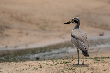 A closeup of a Great thick-knee  perched on the grass