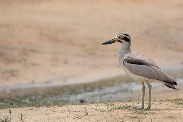 A closeup of a Great thick-knee  perched on the grass