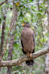  Serpent Eagle resting on a perch