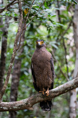  Serpent Eagle resting on a perch