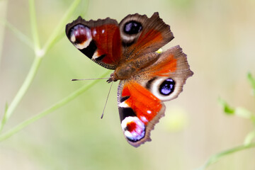 Peacock butterfly (Aglais io, the European peacock) sitting on a plnat on a meadow