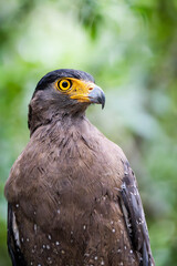 A closeup shot of a beautifu lCrested Serpent eagle 