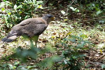 crested serpent eagle with prey in its natural environment
