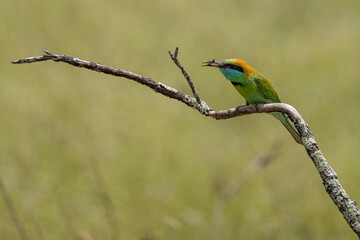 Beautiful green bee-eater bird perch close-up shot at Yala national park.