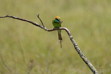 Beautiful green bee-eater bird perch close-up shot at Yala national park.