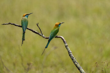 Asian green bee-eaters on a branch