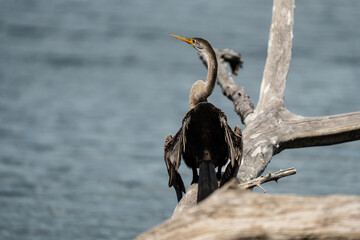 Oriental darter On a log