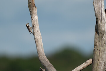  Brown-capped pygmy woodpecker perched on a weathered tree branch on the background of the sky
