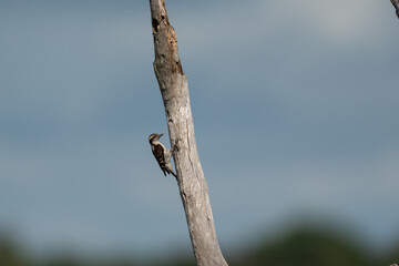  Brown-capped pygmy woodpecker perched on a weathered tree branch on the background of the sky