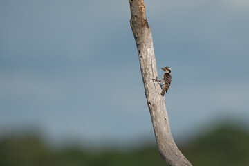  Brown-capped pygmy woodpecker perched on a weathered tree branch on the background of the sky