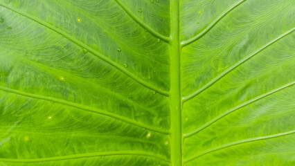 a close up of a big green leaf