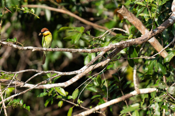  Chestnut-headed bee-eater perched on the branch