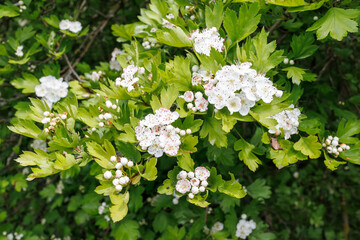 Hawthorn tree blooming with white spring flowers