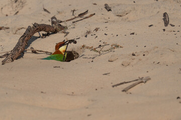 Chestnut-headed bee-eater  with food near its nest.