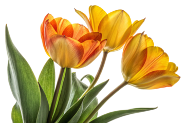 A vibrant yellow tulip bouquet, a gift of spring flowers isolated on white
